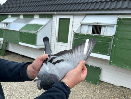 National winner Bourges III Young birds Stephen Reynaerts (Velm)